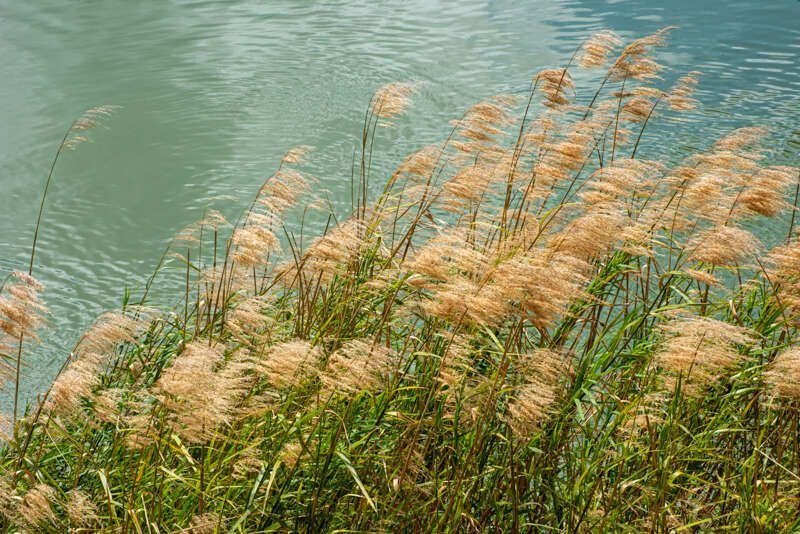 CommonReed2022-1