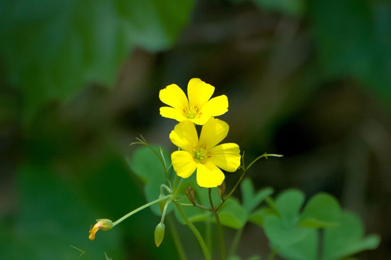 CommonYellowWoodsorrel