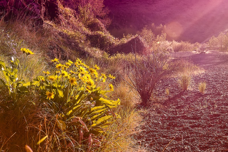 Sunset in the Sagebrush Desert