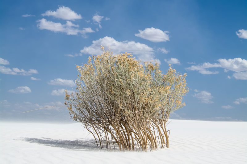 CreosoteBush2