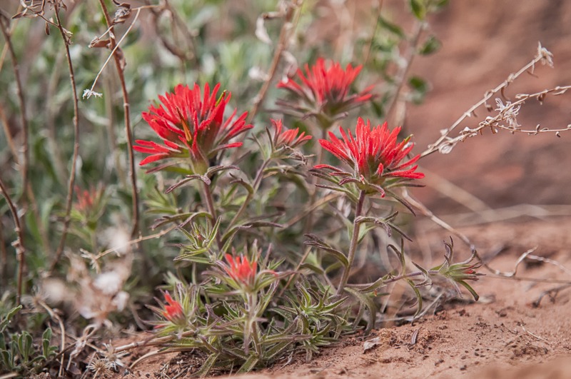 Desert Indian Paintbrush