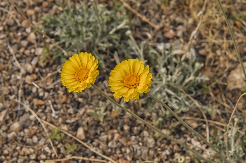 Desert Marigold