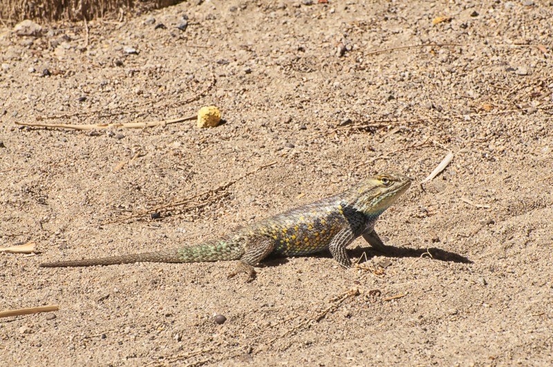 Desert Spiny Lizard