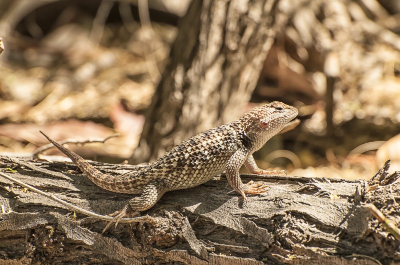 Desert Spiny Lizard