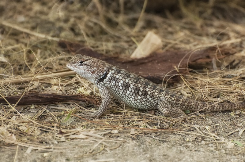 Desert Spiny Lizard