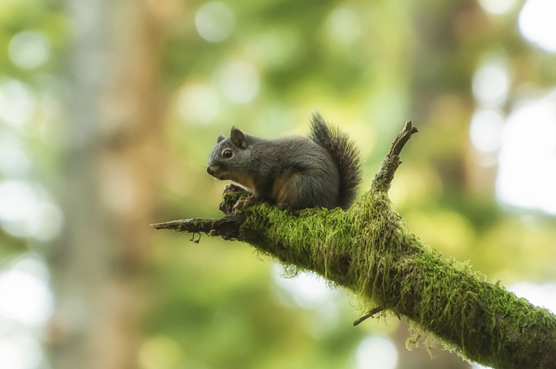 Douglas' Squirrel