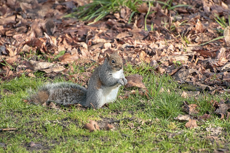 Western Gray Squirrel