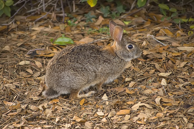 Eastern Cottontail