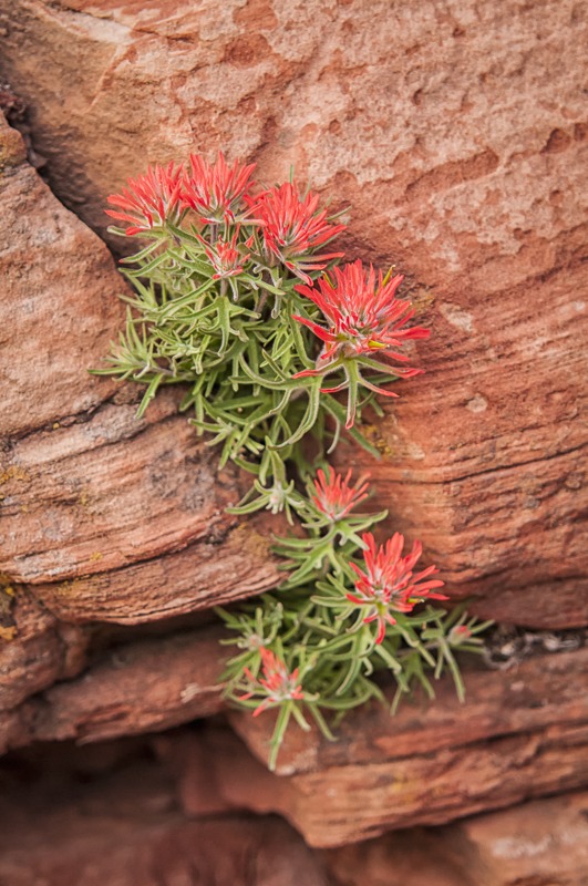 Eastwood Indian Paintbrush