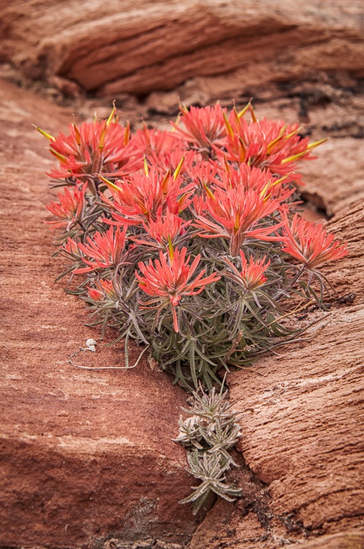 Eastwood Indian Paintbrush