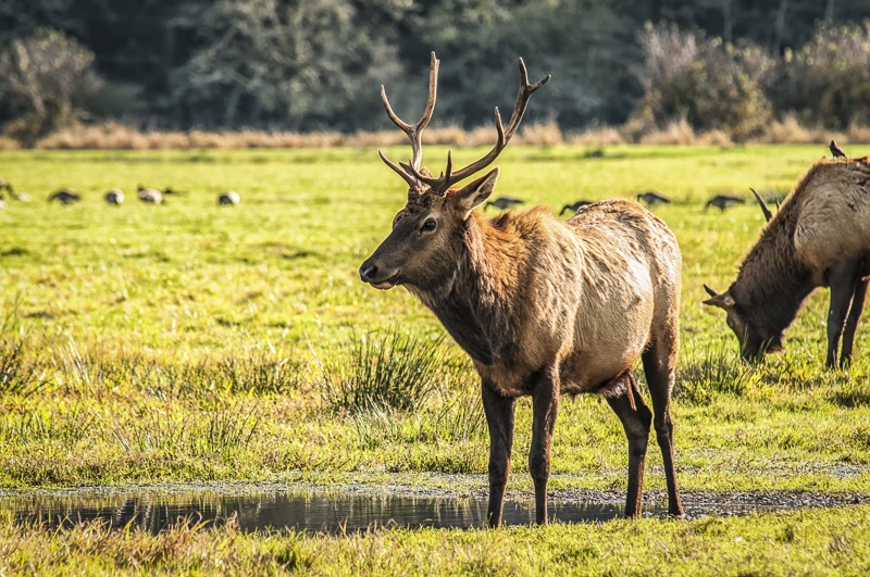Bull Elk