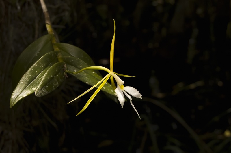 EpidendrumNocturnum106