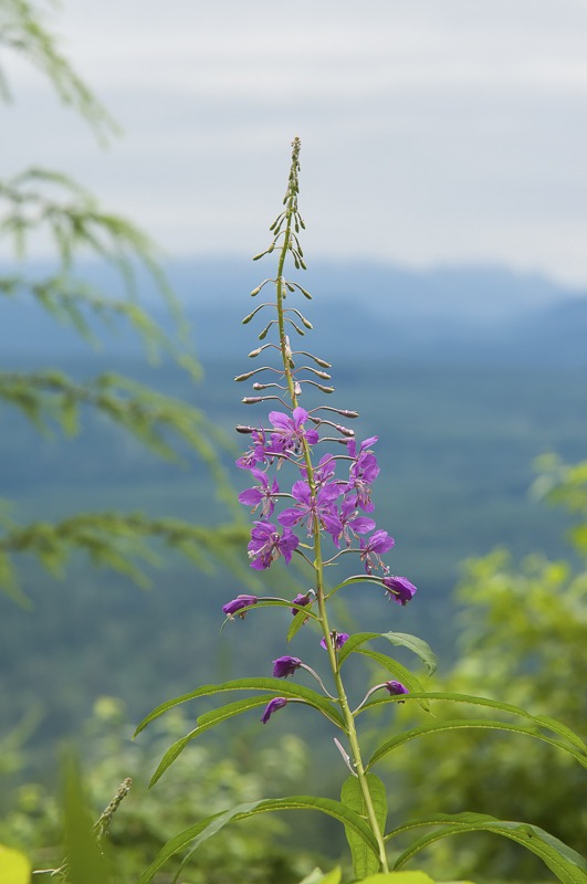 Fireweed100