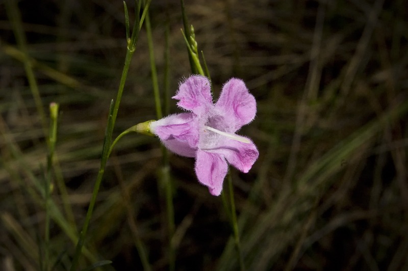 FlaxleafFalseFoxglove100 Marbled Godwit