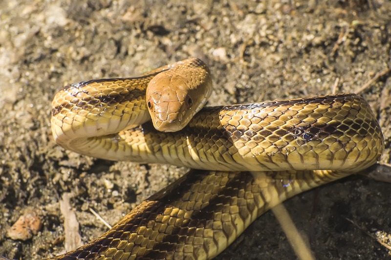 Florida Yellow Rat Snake
