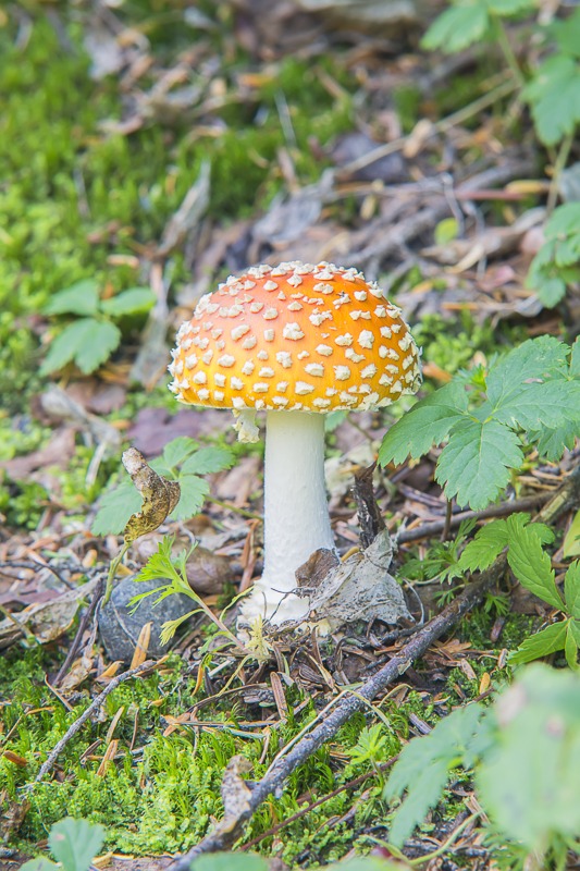 Fly Agaric (Amanita muscaria)