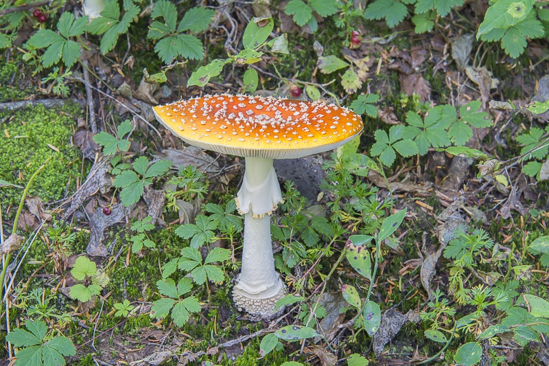 Fly Agaric (Amanita muscaria)