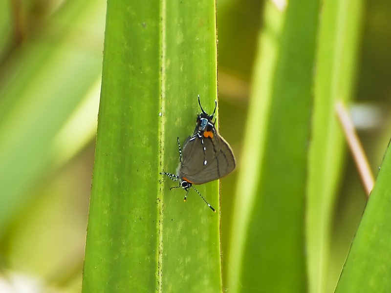 Fulvous Hairstreak (Electrostrymon angelia)