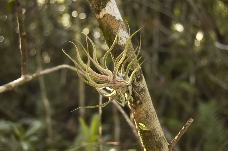 Fuzzywuzzy Airplant (Tillandsia pruinosa)