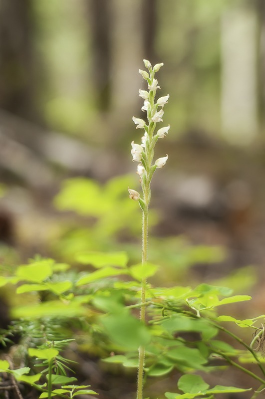 Giant Rattlesnake Orchid