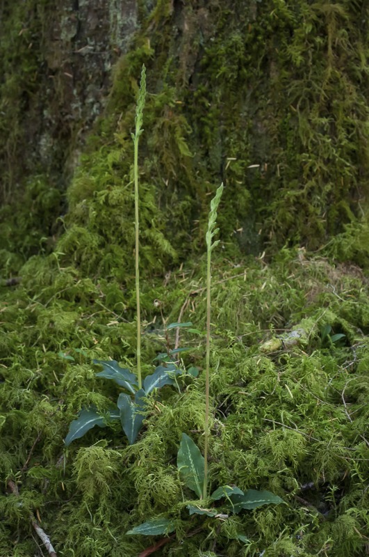 Giant Rattlesnake Orchid