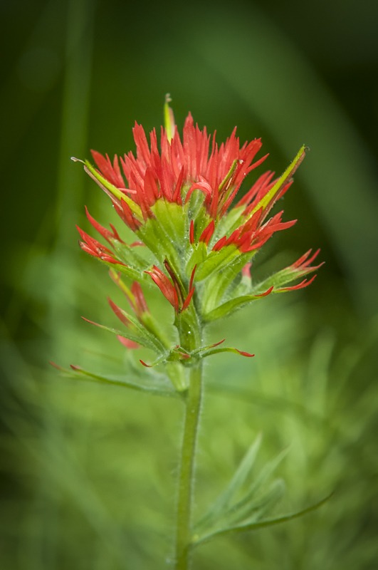 Giant Red Indian Paintbrush