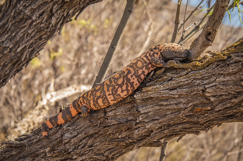 Gila Monster