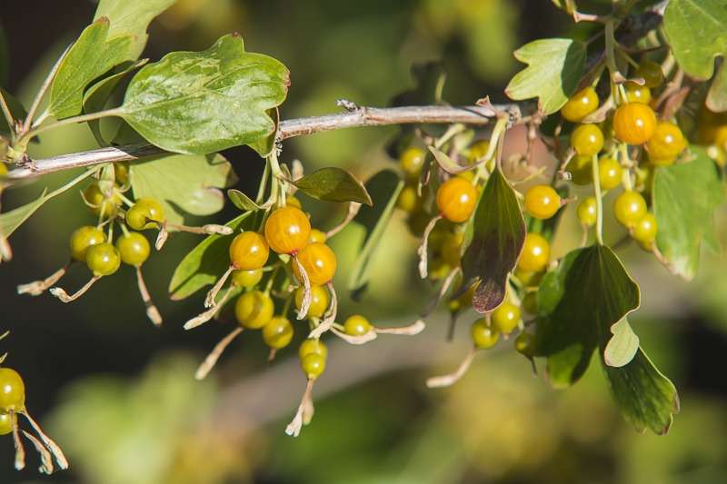 Golden Currant
