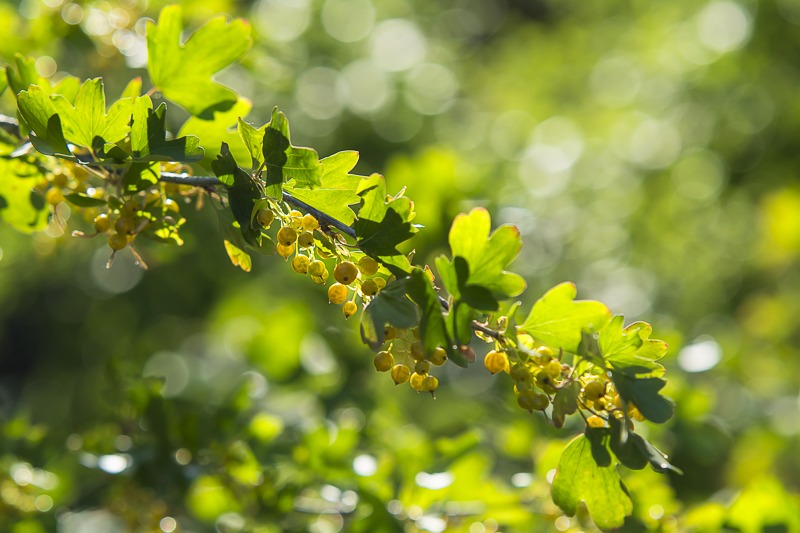 Golden Currant
