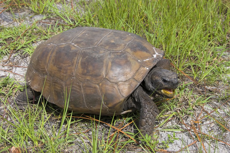 Gopher Tortoise