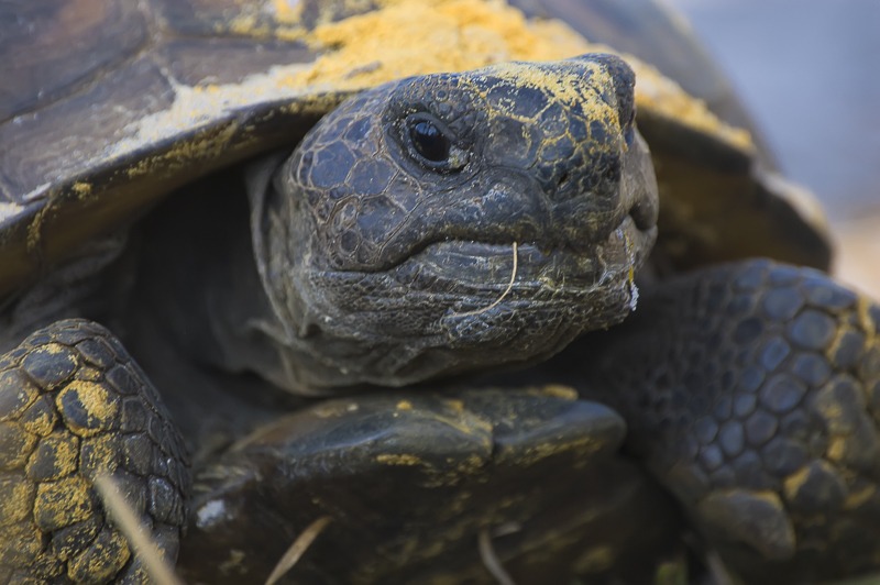 Gopher Tortoise Portrait