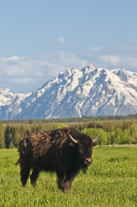 American Buffalo