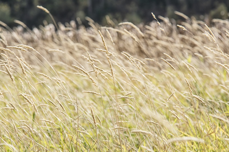 Grasses and Sedges