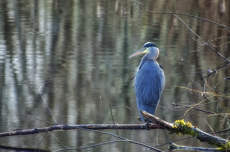 Great Blue Heron