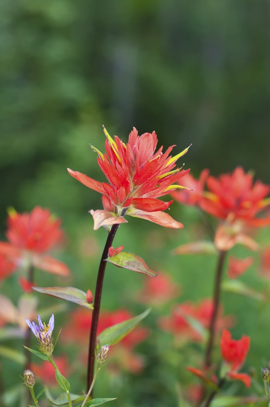 GreatRedPaintbrush100