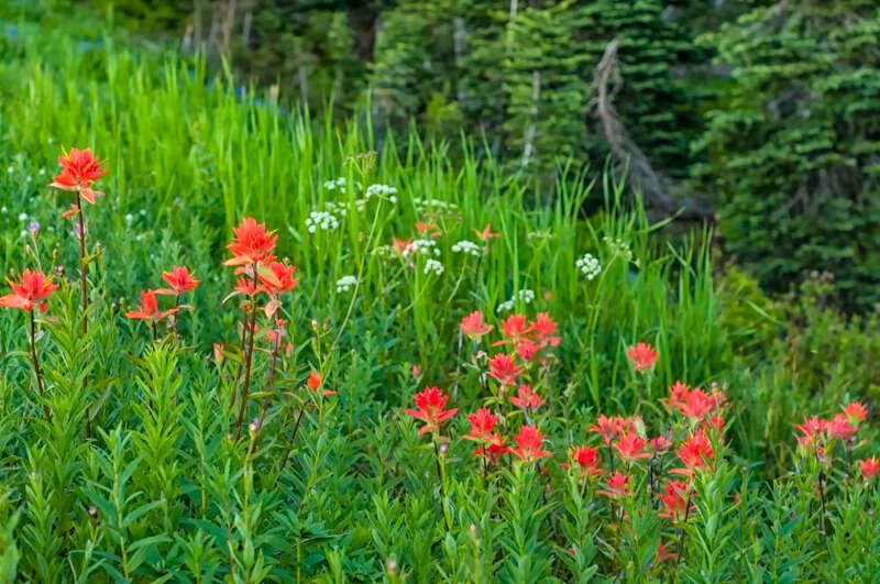 Great Red Paintbrushes on Mount Rainier
