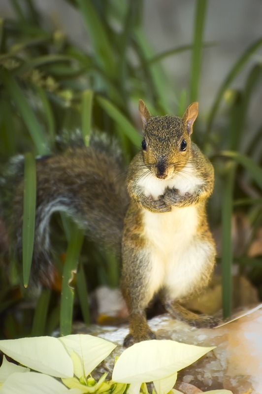 Eastern Gray Squirrel