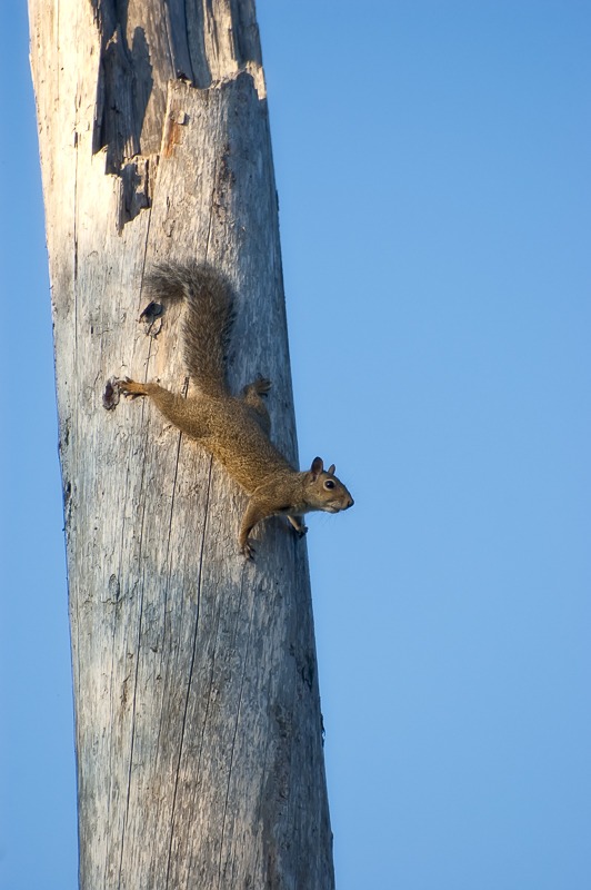 Grey Squirrel