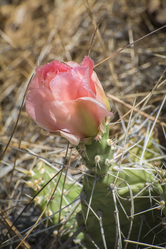 Grizzlybear Prickly Pear Prickly Pear (Opuntia columbiana)
