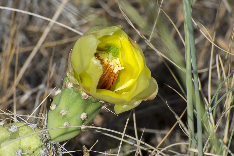 Grizzlybear Prickly Pear Prickly Pear (Opuntia columbiana)