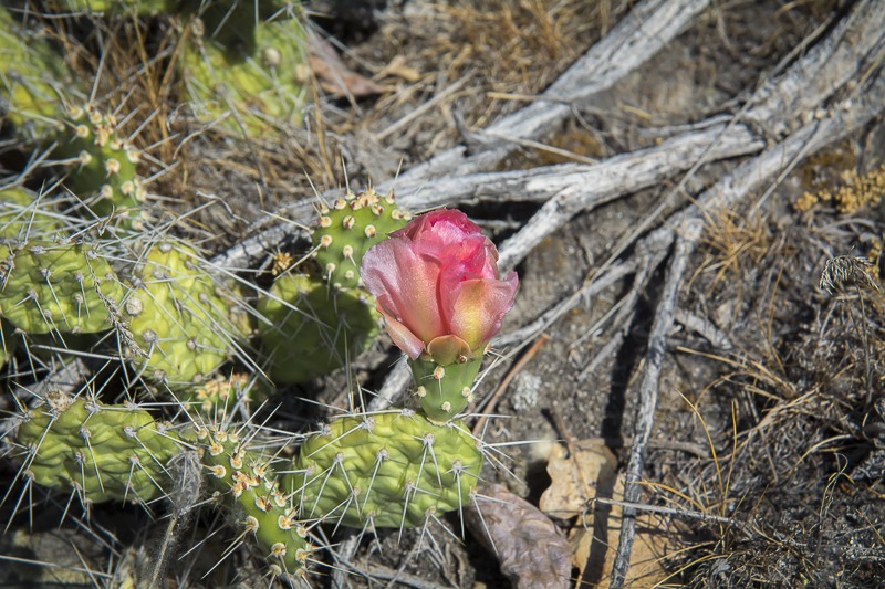 Grizzlybear Prickly Pear Prickly Pear (Opuntia columbiana)