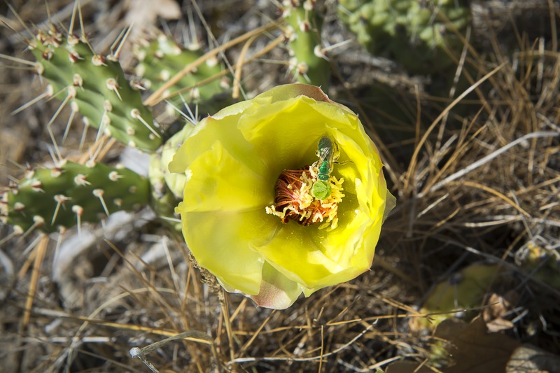 Grizzlybear Prickly Pear Prickly Pear (Opuntia columbiana)