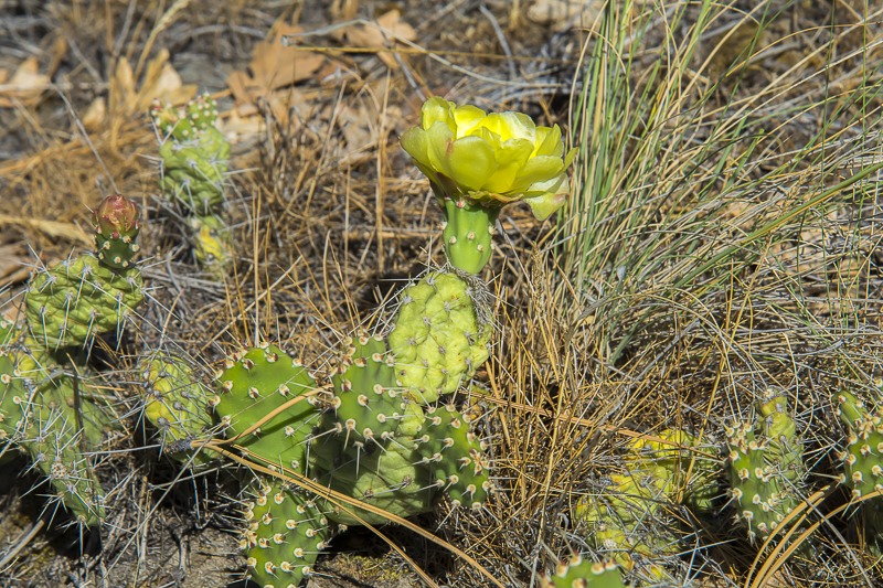 Grizzlybear Prickly Pear Prickly Pear (Opuntia columbiana)