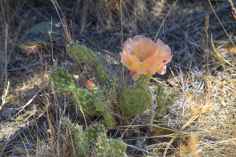 Grizzlybear Prickly Pear Prickly Pear (Opuntia columbiana)