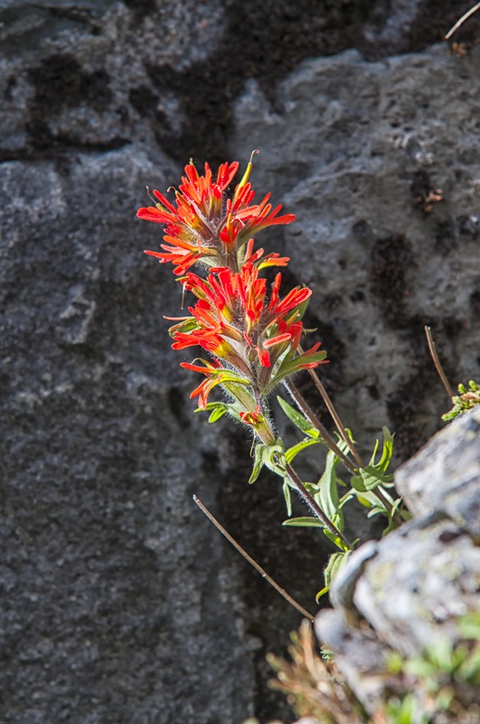 Harsh Paintbrush