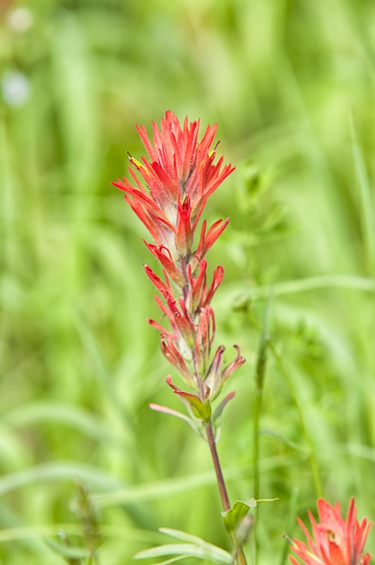 Harsh Paintbrush