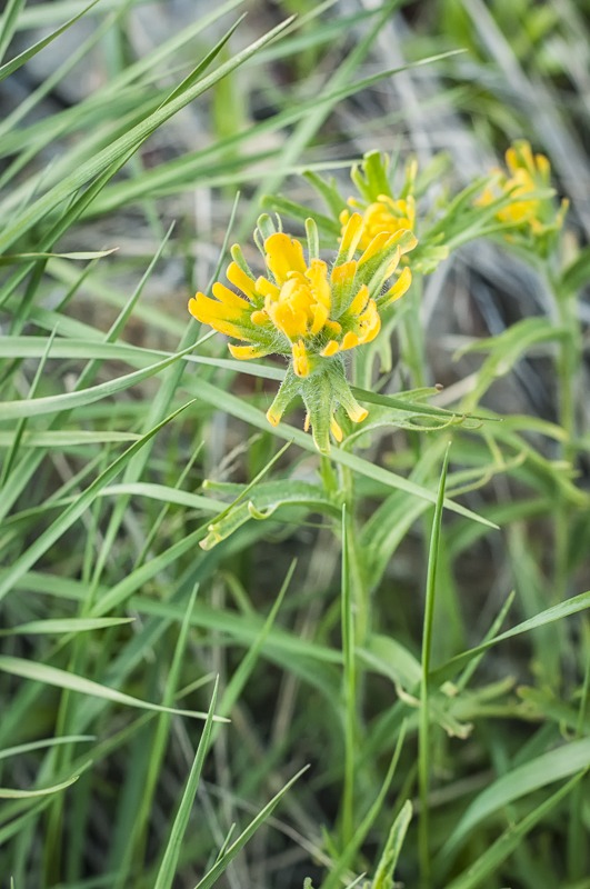 Yellow Harsh Paintbrush