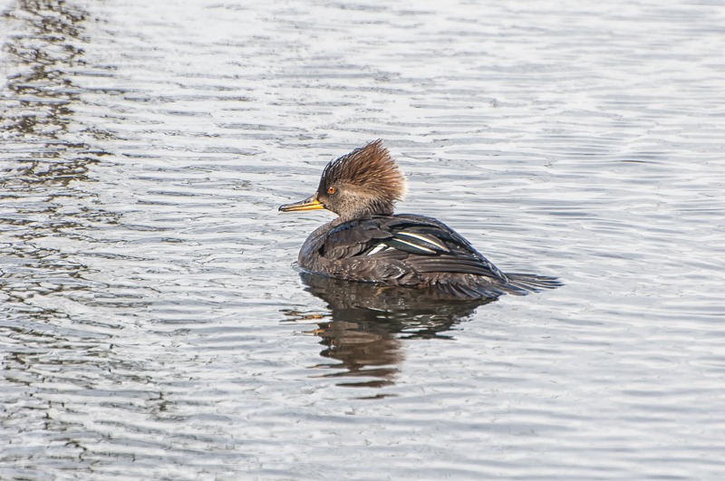Hooded Merganser