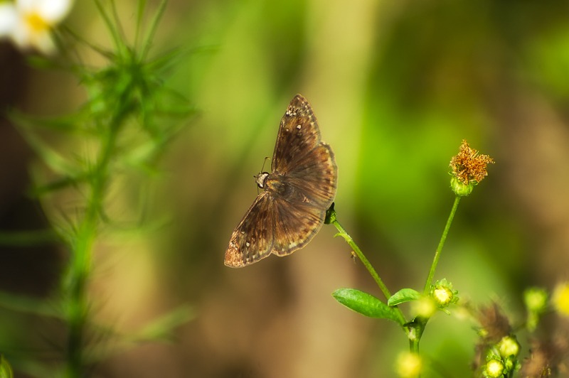 Horace's Duskywing