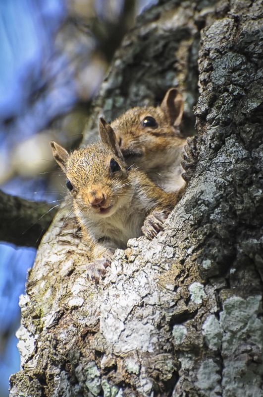Juvenile Eastern Gray Squirrel